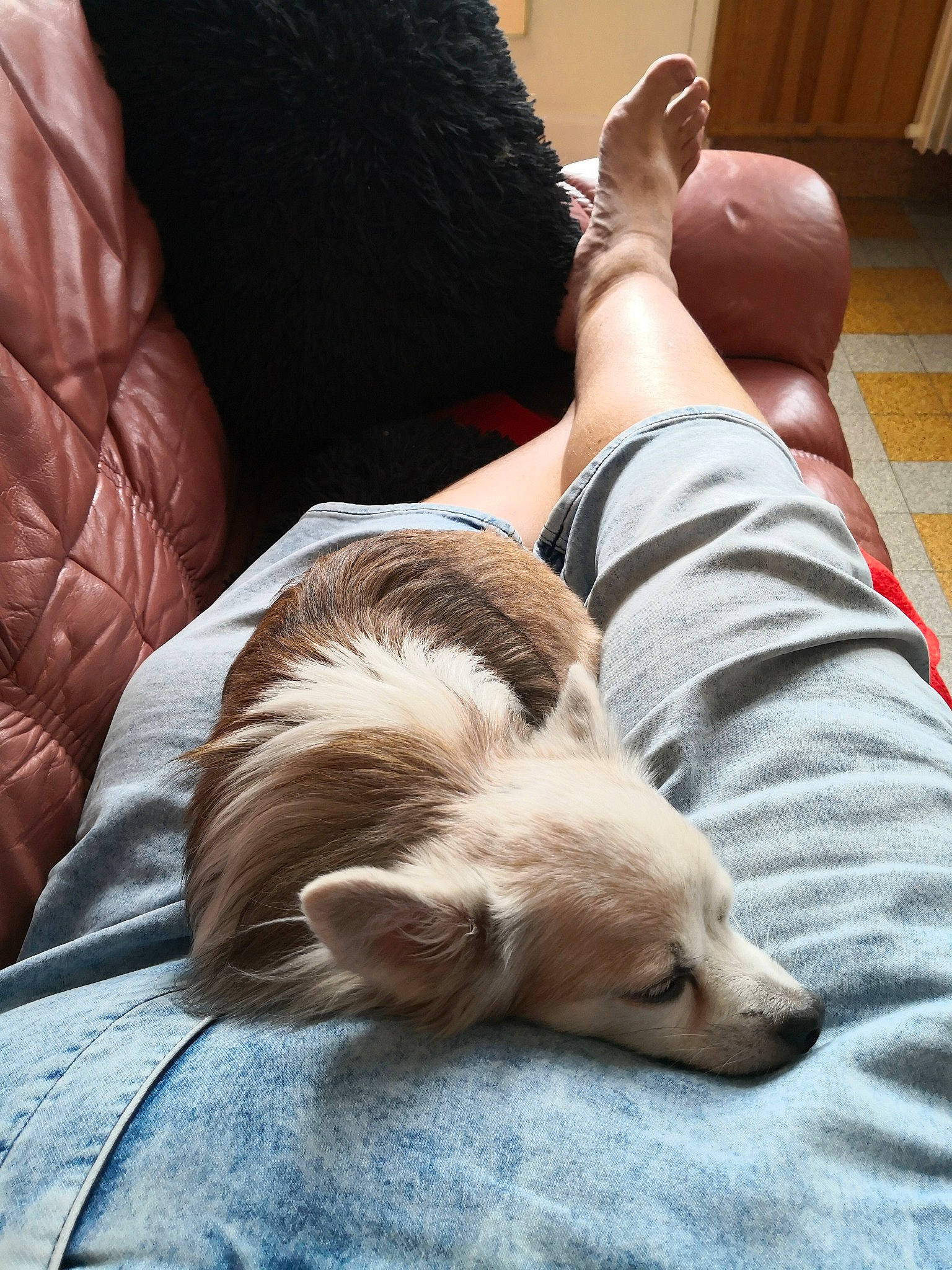 Hasko a rejoint le concours — aidez-le/la à gagner de superbes lots ! canidae, carnivore, comfort, companion_dog, dog, dog_breed, floor, flooring, fur, furniture, leg, nap, puppy, sleep, sporting_group