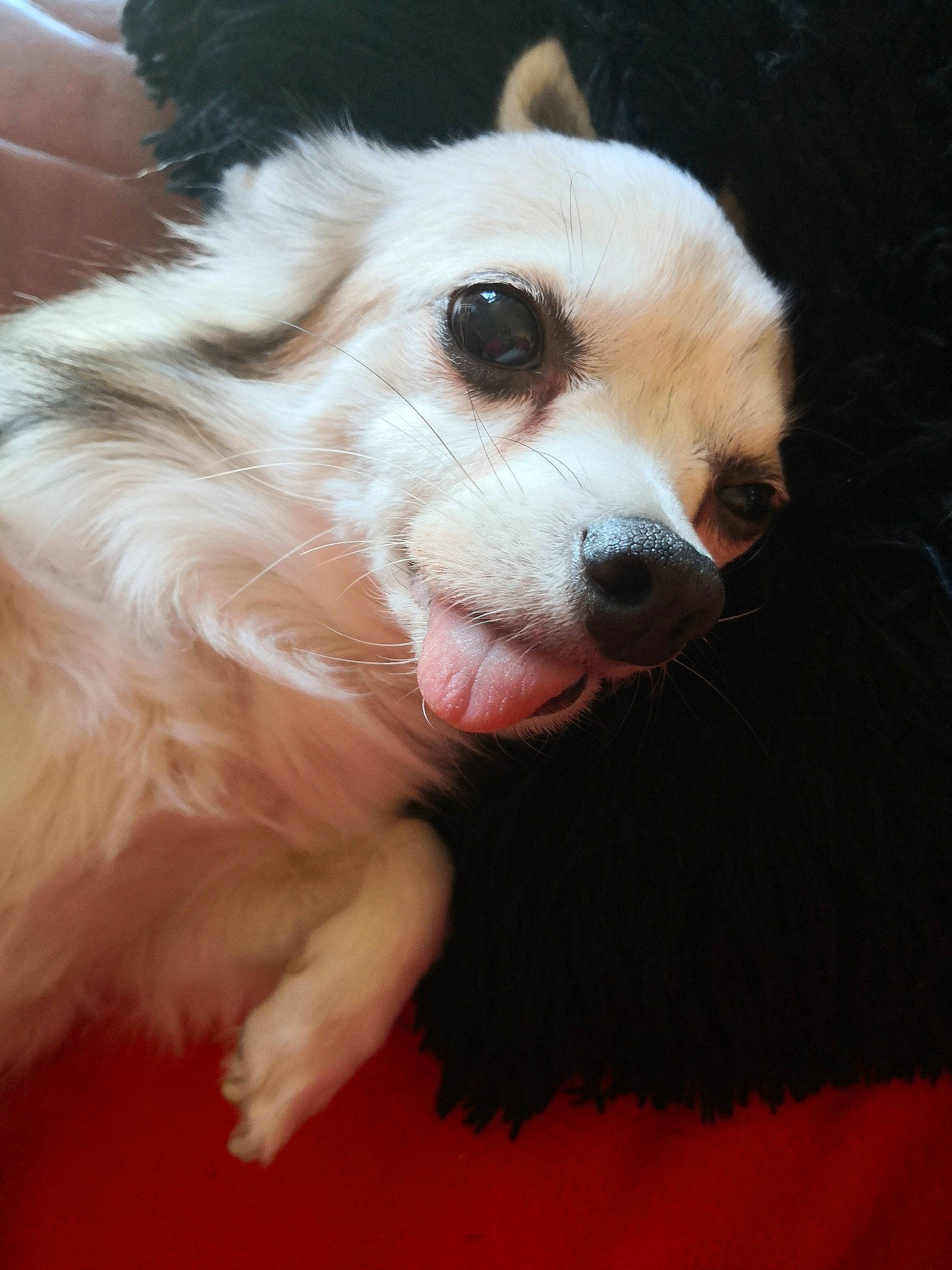 Hasko participe au concours pour gagner de l'argent avec cette photo : canidae, carnivore, companion_dog, dog, dog_breed, ear, fur, japanese_spitz, mammal, nose, pomeranian, puppy, puppy_love, skin, snout, sporting_group, vertebrate