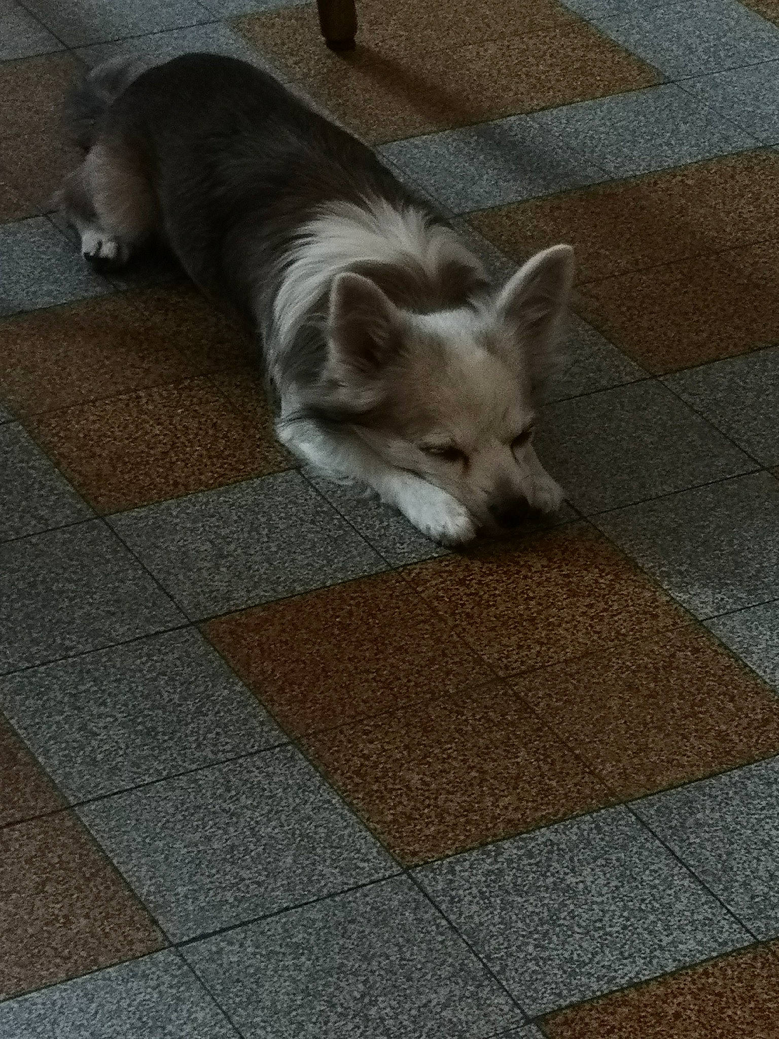 Hasko a rejoint le concours — aidez-le/la à gagner de superbes lots ! canidae, carnivore, companion_dog, dog, dog_breed, fawn, flooring, mammal, pembroke_welsh_corgi, snout, tail, welsh_corgi