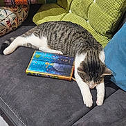 Quidam a rejoint le concours — aidez-le/la à gagner de superbes lots ! animal, book, cat, colorful, couch, cozy, furniture, home, indoor, living_room, pet, pillow, relaxation, resting, sleeping, soft, striped, tabby_cat, textile, white_paws