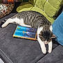 animal, book, cat, colorful, couch, cozy, furniture, home, indoor, living_room, pet, pillow, relaxation, resting, sleeping, soft, striped, tabby_cat, textile, white_paws