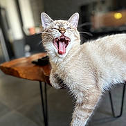 Grizou a rejoint le concours — aidez-le/la à gagner de superbes lots ! cat, feline, animal, pet, yawning, teeth, tongue, wooden_table, indoor, fur, whiskers, relaxed, light_brown, blurred_background, paw, claws, domestic_cat, cute, mammal, household