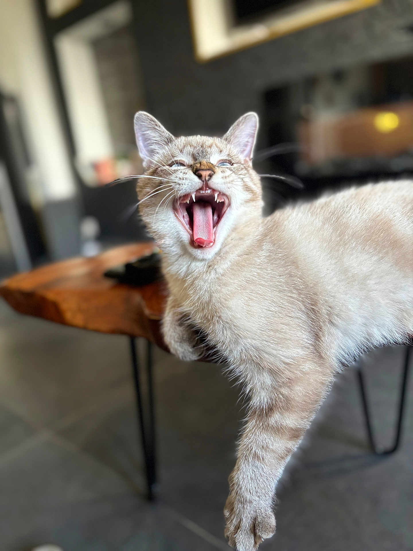 Grizou a rejoint le concours — aidez-le/la à gagner de superbes lots ! cat, feline, animal, pet, yawning, teeth, tongue, wooden_table, indoor, fur, whiskers, relaxed, light_brown, blurred_background, paw, claws, domestic_cat, cute, mammal, household