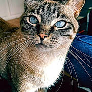 Nono participe au concours pour gagner de l'argent avec cette photo : cat, blue_eyes, whiskers, indoor, close_up, feline, pet, curious, fur, tabby, animal, domestic_animal, portrait, face, ears, mammal, standing, looking, household, cute