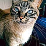 cat, blue_eyes, whiskers, indoor, close_up, feline, pet, curious, fur, tabby, animal, domestic_animal, portrait, face, ears, mammal, standing, looking, household, cute