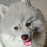 Bella a rejoint le concours — aidez-le/la à gagner de superbes lots ! dog, white, fluffy, blue_eyes, tongue_out, pet, canine, close_up, indoor, fur, cute, animal, portrait, mammal, friendly, nose, whiskers, ears, playful, happy