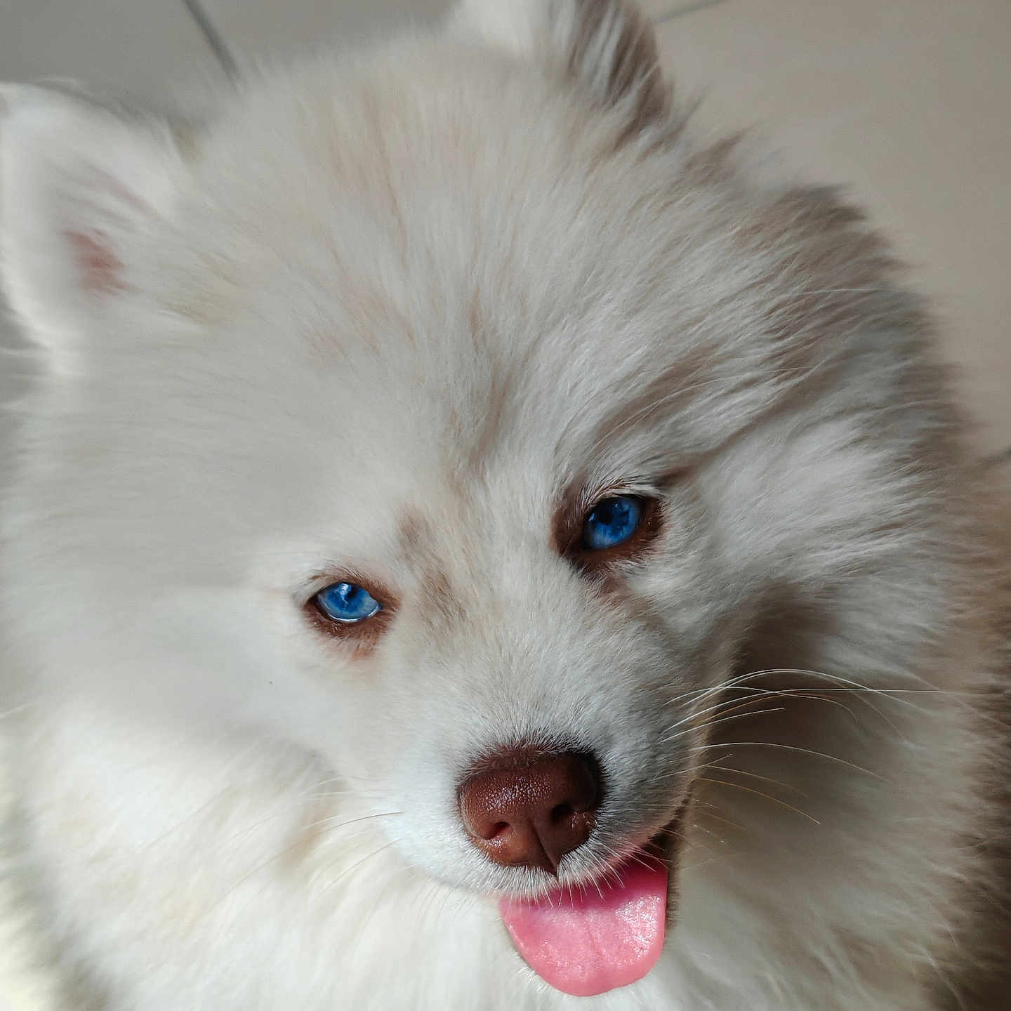 Bella a rejoint le concours — aidez-le/la à gagner de superbes lots ! dog, white, fluffy, blue_eyes, tongue_out, pet, canine, close_up, indoor, fur, cute, animal, portrait, mammal, friendly, nose, whiskers, ears, playful, happy