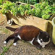 Cosmos participe au concours pour gagner de l'argent avec cette photo : cat, outdoor, garden, plants, wooden_planter, gravel, greenery, sunlight, relaxing, black_and_white, pet, nature, feline, resting, grass, leaf, summer, peaceful, animal, daylight