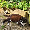cat, outdoor, garden, plants, wooden_planter, gravel, greenery, sunlight, relaxing, black_and_white, pet, nature, feline, resting, grass, leaf, summer, peaceful, animal, daylight