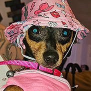 Charlie joined the competition — help win amazing prizes! accessory, animal_face, black_and_tan, bucket_hat, canine, close_up, curious_eyes, cute, dog, domestic_animal, hat, indoor, leash, pet, pink_clothing, pink_collar, pink_hat, portrait, small_dog, tattoo