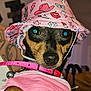 accessory, animal_face, black_and_tan, bucket_hat, canine, close_up, curious_eyes, cute, dog, domestic_animal, hat, indoor, leash, pet, pink_clothing, pink_collar, pink_hat, portrait, small_dog, tattoo