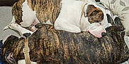 Buba joined the competition — help win amazing prizes! dog, sleeping, brindle, bed, blanket, pillow, floor, indoor, cozy, resting, canine, collar, wooden_furniture, nap, animal, pet, fur, cute, domestic_animal, two_dogs