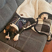 Buba joined the competition — help win amazing prizes! puppy, dog, sleeping, blanket, couch, harness, cozy, indoor, pet, resting, fur, cute, snuggled, gray, wood_floor, home, relaxing, animal, two_dogs, comfort