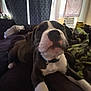 dog, bed, indoor, curtains, air_conditioner, black_coat, white_coat, paws, stretching, soft_lighting, blanket, furniture, home, pet, relaxed, animal, close_up, resting, canine, domestic