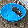 puppy, dog, blue_pool, plastic_pool, leash, outdoor, gravel, playful, pet, young_dog, canine, fence, resting, curious, brown_and_white, black_and_white, summer, daylight, nature, animal
