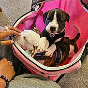 Rus is registered to the contest to win money with this photo: puppy, dog, pet, stroller, pink, animal, cute, friendship, indoor, floor, hand, playing, resting, harness, closeup, baby_animal, companion, canine, adorable, love
