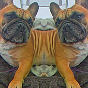 Brutus joined the competition — help win amazing prizes! french_bulldog, dog, pet, animal, mirror_effect, symmetry, brown_fur, wrinkles, blanket, texture, indoor, resting, cute, ears, face, paw, fur, canine, companion, relaxed