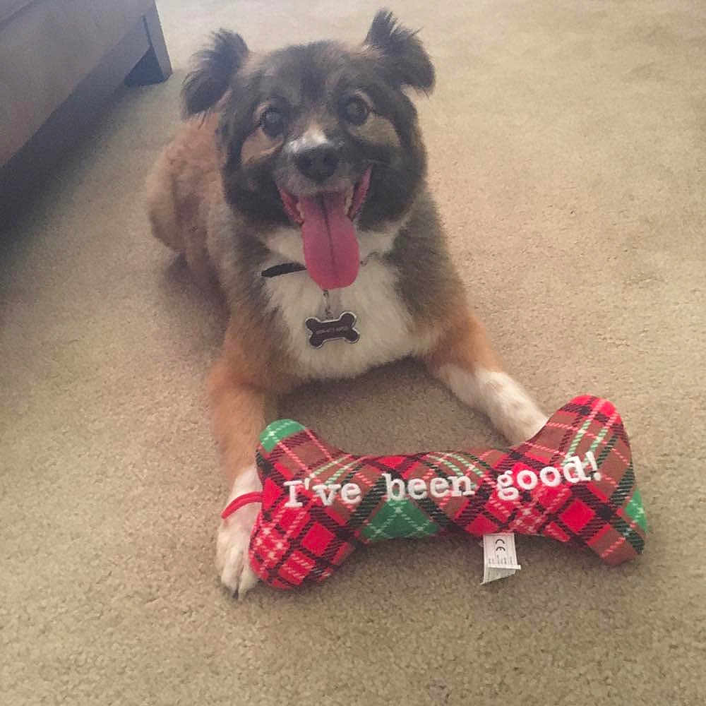 Pokey is registered to the contest to win money with this photo: australian_shepherd, bow_tie, canidae, carnivore, companion_dog, design, dog, dog_breed, dog_clothes, dog_collar, dog_supply, dog_toy, fashion_accessory, pattern, plaid, puppy, sporting_group, tartan, textile, tie