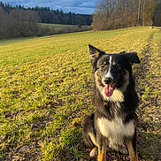 Jazz participe au concours pour gagner de l'argent avec cette photo : animal, black_and_white, canine, clouds, daytime, dog, ears_up, field, fur, grass, happy, landscape, nature, outdoor, pet, sitting, sky, sunlight, tongue_out, trees