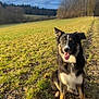 animal, black_and_white, canine, clouds, daytime, dog, ears_up, field, fur, grass, happy, landscape, nature, outdoor, pet, sitting, sky, sunlight, tongue_out, trees