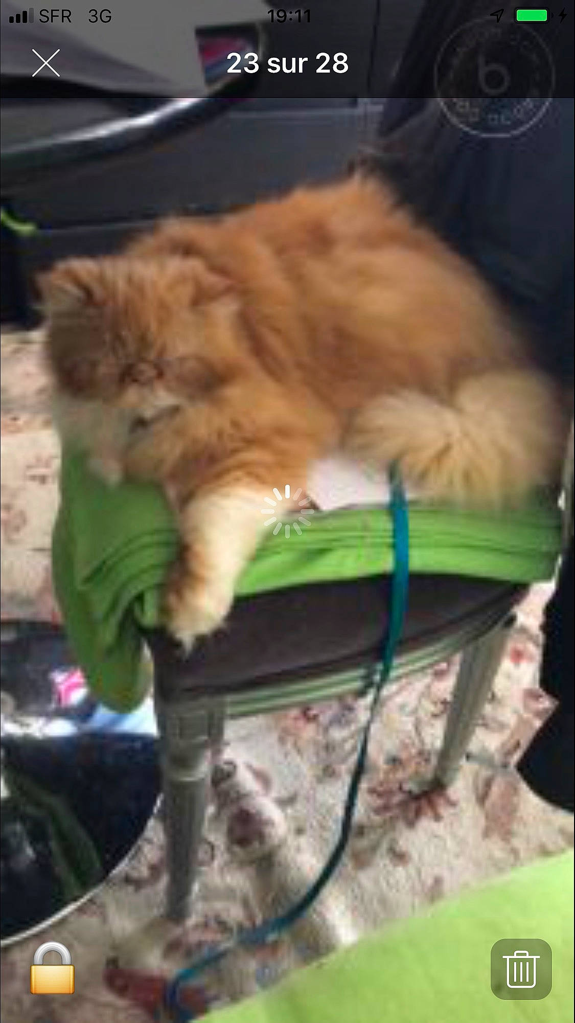 Fluffy participe au concours pour gagner de l'argent avec cette photo : british_semi_longhair, carnivore, cat, cat_supply, domestic_long_haired_cat, fawn, felidae, fur, persian, pet_supply, small_to_medium_sized_cats, whiskers