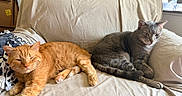 Jack joined the competition — help win amazing prizes! alert, animal, cat, couch, cozy, domestic, door, feline, furniture, gray_cat, home, indoor, living_room, orange_cat, pet, relaxed, resting, sleepy, two_cats, window