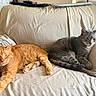 Jack joined the competition — help win amazing prizes! cat, orange_cat, gray_cat, couch, indoor, pet, feline, animal, relaxed, sleepy, alert, home, furniture, window, door, domestic, two_cats, resting, cozy, living_room