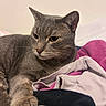 Jack is registered to the contest to win money with this photo: cat, gray_cat, pet, animal, feline, fur, paw, relaxed, indoor, clothing, fabric, blanket, bed, cozy, resting, cute, whiskers, ears, portrait, domestic
