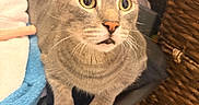 Jack joined the competition — help win amazing prizes! cat, gray_cat, wide_eyes, surprised_expression, whiskers, towel, blue_towel, white_towel, woven_basket, wooden_floor, indoor, pet, animal, fur, ears, face, paws, close_up, curious, feline