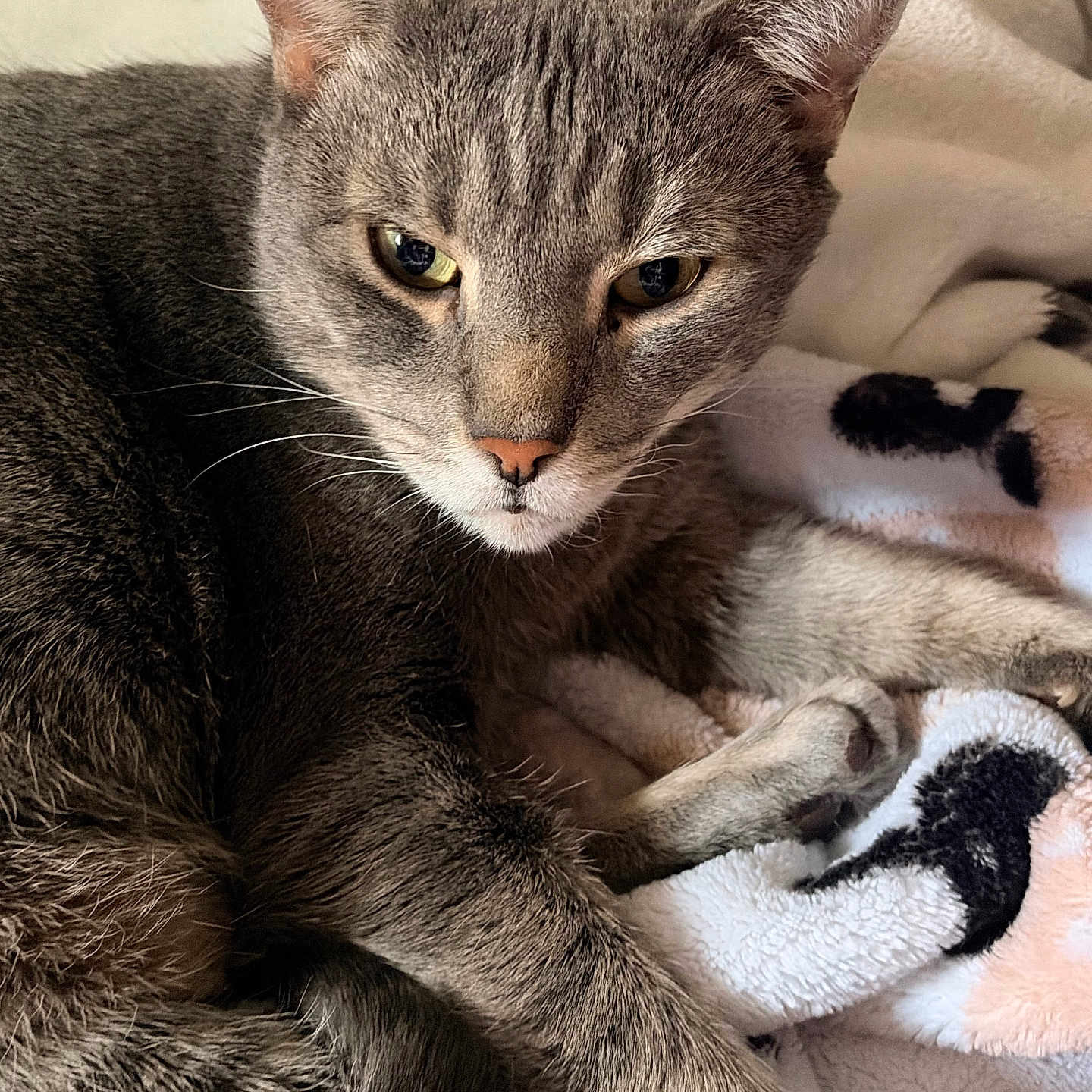 Jack is registered to the contest to win money with this photo: cat, gray_cat, pet, animal, feline, close_up, fur, whiskers, eyes, nose, paw, blanket, soft, cozy, indoor, resting, relaxed, texture, pattern, cute