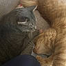 animal, cat, closeup, companion, couch, cozy, domestic, feline, friendship, fur, gray_cat, indoor, orange_cat, peaceful, pet, relaxation, resting, sleeping, tail, whiskers