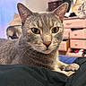 animal, blurred_background, cat, close_up, comfort, cute, domestic_animal, drawer, ears, face, feline, fur, furniture, gray_cat, home, indoor, lying_down, pet, whiskers, yellow_eyes