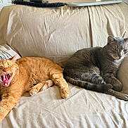 Sonny joined the competition — help win amazing prizes! animal, cat, companion, couch, cute, domestic, feline, fur, gray_cat, household, indoor, mammal, orange_cat, paw, pet, relaxed, resting, tail, whiskers, yawning