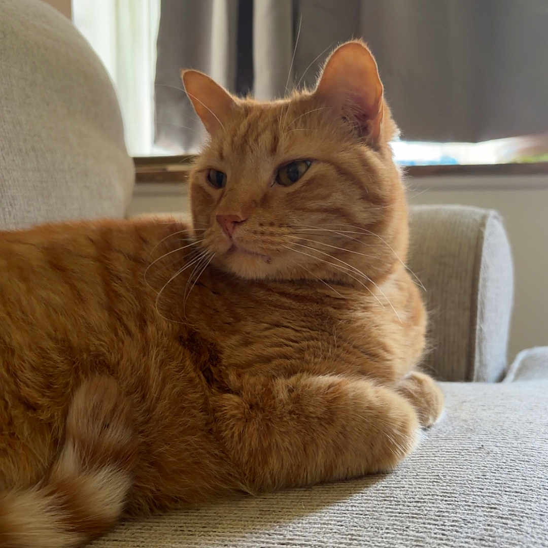 Sonny is registered to the contest to win money with this photo: cat, closeup, couch, cozy, curtains, domestic_animal, ears, feline, fluffy, furniture, ginger_cat, home, indoor, pet, relaxed, resting, side_view, tail, whiskers, window
