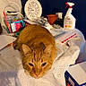 Sonny is registered to the contest to win money with this photo: animal, cat, clock, closeup, cluttered_table, cups, domestic, fabric, feline, ginger_cat, home, household_items, indoor, orange_cat, pet, relaxed, resting_cat, spray_bottle, table, tablecloth