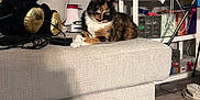 Cassie joined the competition — help win amazing prizes! cat, calico_cat, couch, stuffed_animal, black_bear, golden_paws, living_room, shelf, clutter, floor, carpet, wooden_floor, indoor, furniture, pet, relaxing, animal, household_items, cozy, home