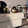 cat, calico_cat, couch, stuffed_animal, black_bear, golden_paws, living_room, shelf, clutter, floor, carpet, wooden_floor, indoor, furniture, pet, relaxing, animal, household_items, cozy, home