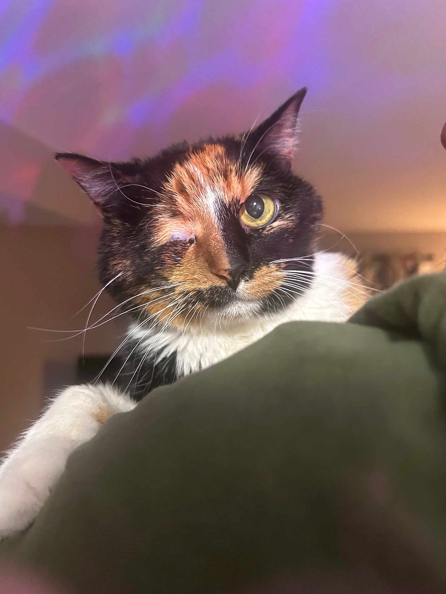 Cassie joined the competition — help win amazing prizes! cat, calico_cat, one-eyed, indoor, pet, feline, whiskers, fur, close-up, cute, animal, domestic, face, ears, eye, curious, soft_lighting, shoulder, purple_light, cozy