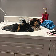 Cassie joined the competition — help win amazing prizes! cat, calico_cat, sink, bathroom, towel, soap_dispenser, bracelets, mirror, cabinet, faucet, white, gray_wall, domestic_cat, resting, indoor, pet, feline, household, relaxed, curled_up
