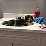 cat, calico_cat, sink, bathroom, towel, soap_dispenser, bracelets, mirror, cabinet, faucet, white, gray_wall, domestic_cat, resting, indoor, pet, feline, household, relaxed, curled_up