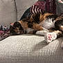 Cassie joined the competition — help win amazing prizes! cat, calico, sleeping, couch, blanket, indoor, pet, feline, cozy, relaxing, fur, paw, whiskers, resting, closeup, home, texture, comfort, animal, nap