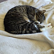 Obi-Wan a rejoint le concours — aidez-le/la à gagner de superbes lots ! animal, bed, blanket, cat, cozy, curled_up, cute, domestic_animal, feline, fur, indoor, mammal, nap, peaceful, pet, resting, sleeping, soft_texture, tabby_cat, white_blanket