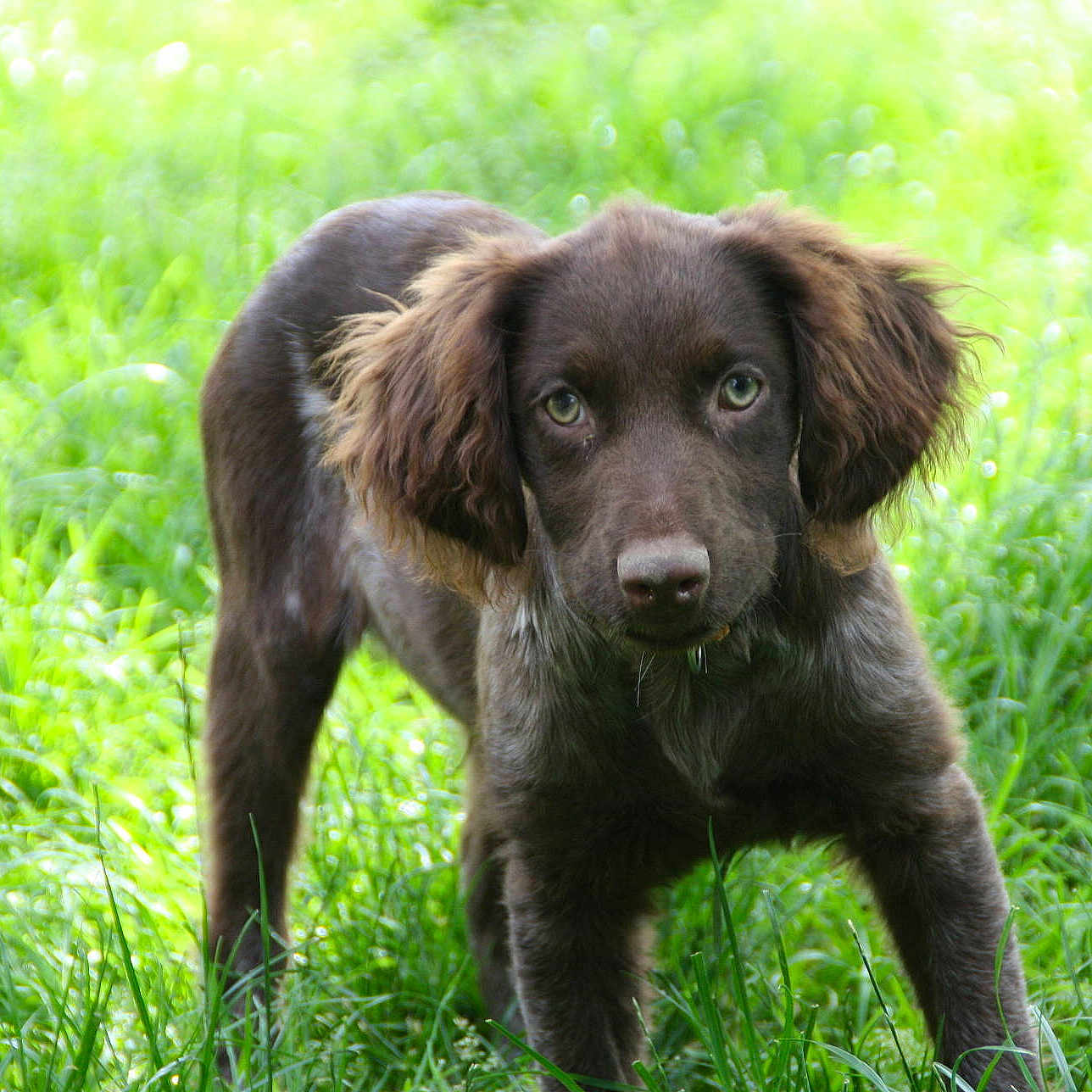 Iron Man Des Jardins De Grenad