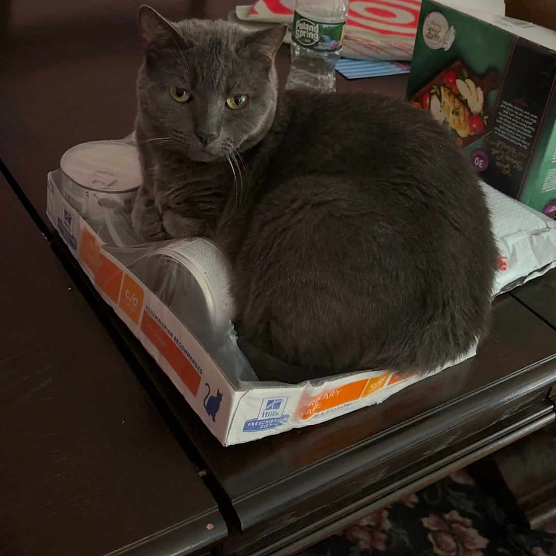 Maggie is registered to the contest to win money with this photo: animal, box, cat, chair, computer, couch, desk, drawer, electronics, furniture, hardwood, indoors, laptop, manx, pc, pet, plywood, shelf, table, wood