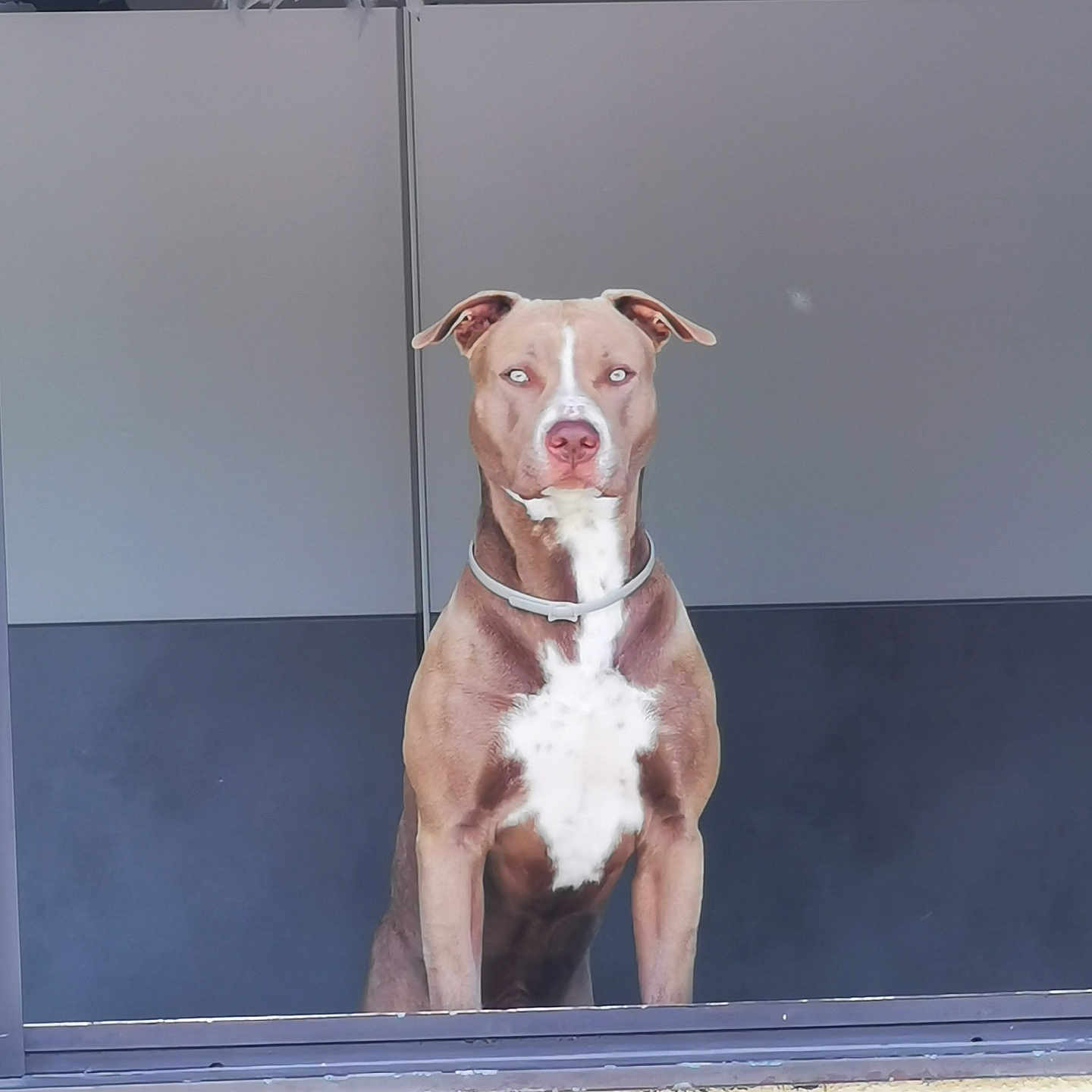 Tyou a rejoint le concours — aidez-le/la à gagner de superbes lots ! alert, animal, brown_dog, canine, collar, dog, domestic, ears, feather_light, furniture, guarding, house, indoor, looking_out, minimalist, modern_interior, pet, portrait, white_chest, window