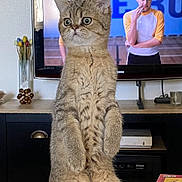 Akiro participe au concours pour gagner de l'argent avec cette photo : cat, fluffy, standing, table, indoor, television, person, curious, wide_eyes, furniture, living_room, wooden_table, box, snack_box, decor, vase, flowers, cabinet, electronics, couch