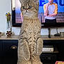 cat, fluffy, standing, table, indoor, television, person, curious, wide_eyes, furniture, living_room, wooden_table, box, snack_box, decor, vase, flowers, cabinet, electronics, couch