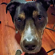 Gamer is registered to the contest to win money with this photo: dog, close_up, indoor, wooden_floor, ears, black_and_brown, pet, animal, looking_up, floor, nose, face, curious, canine, domestic, muzzle, brown, black, fur, household