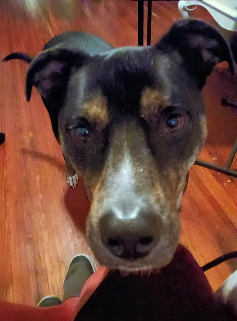 Gamer is registered to the contest to win money with this photo: dog, close_up, indoor, wooden_floor, ears, black_and_brown, pet, animal, looking_up, floor, nose, face, curious, canine, domestic, muzzle, brown, black, fur, household