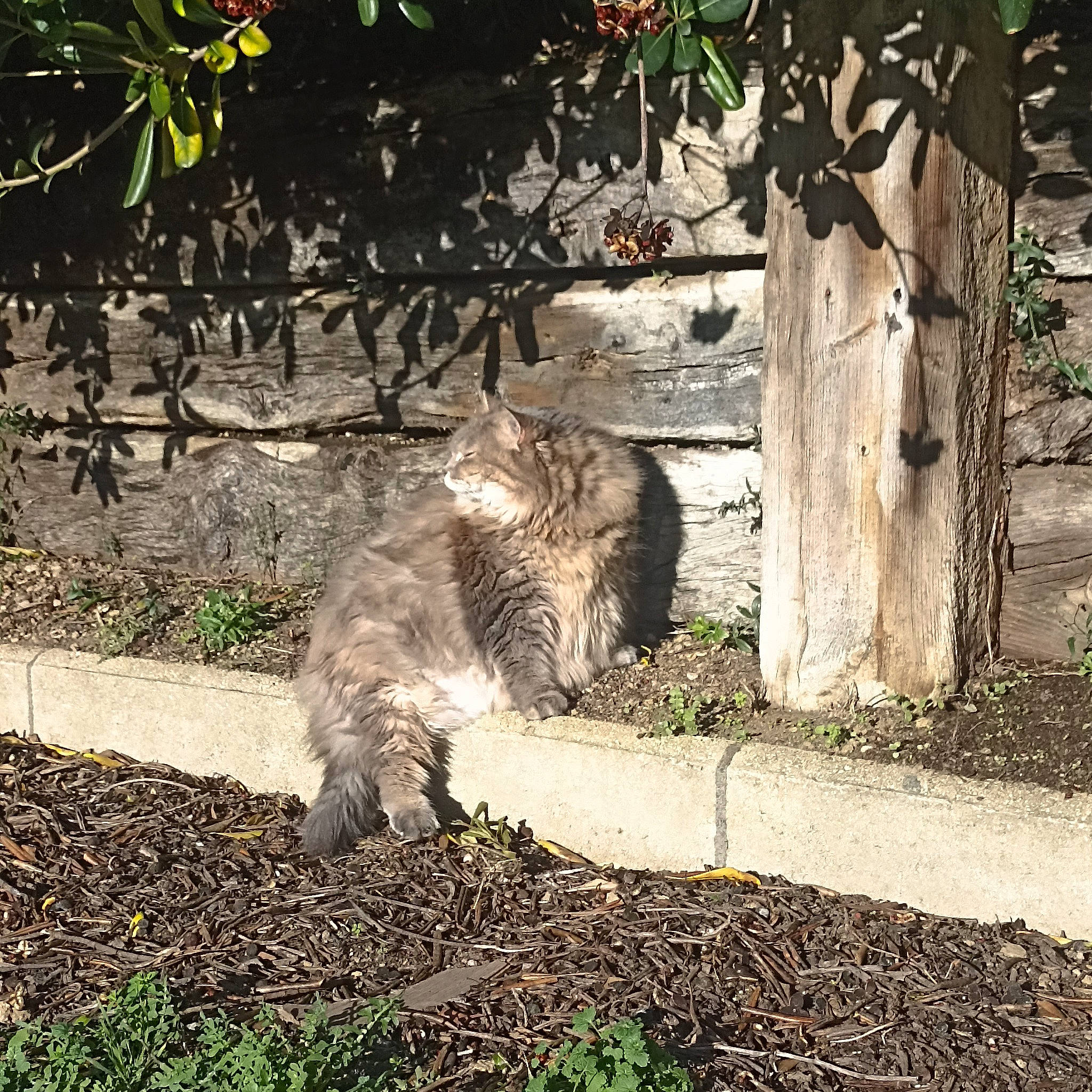 Cool a rejoint le concours — aidez-le/la à gagner de superbes lots ! carnivore, cat, domestic_short_haired_cat, fawn, felidae, fur, grass, groundcover, lynx, plant, shadow, small_to_medium_sized_cats, snout, soil, tail, terrestrial_animal, trunk, whiskers, wildlife, wood